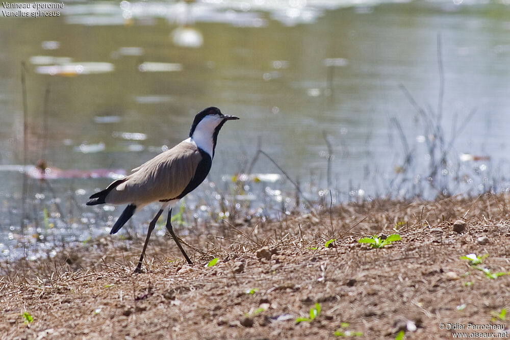 Spur-winged Lapwing