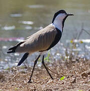 Spur-winged Lapwing