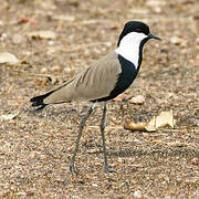 Spur-winged Lapwing