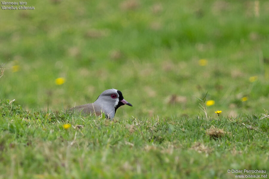 Southern Lapwing