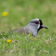 Southern Lapwing