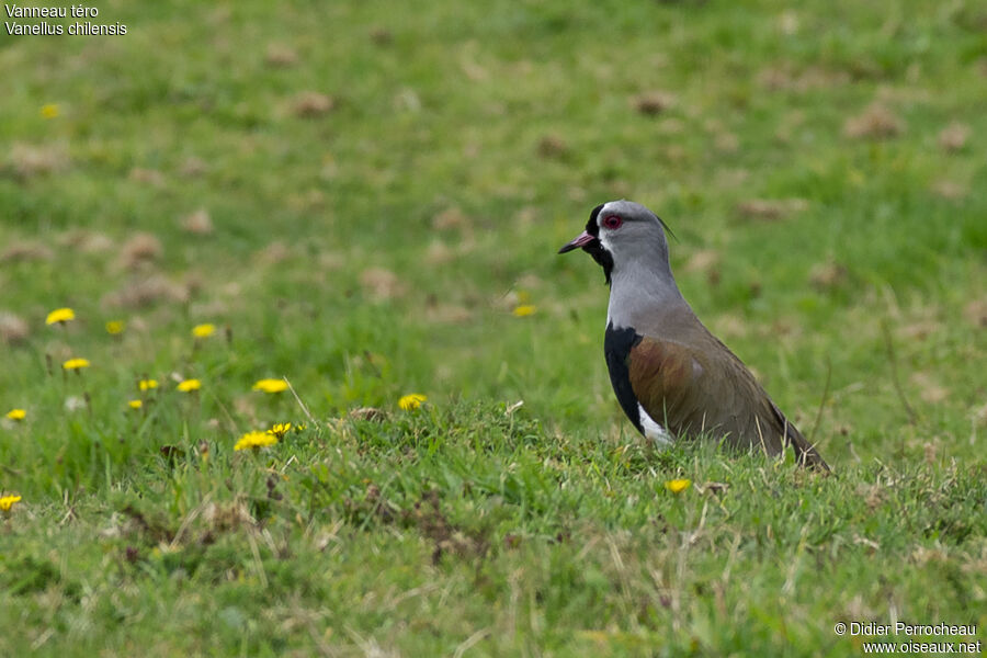 Southern Lapwing