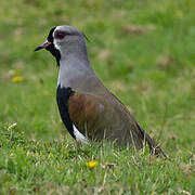 Southern Lapwing