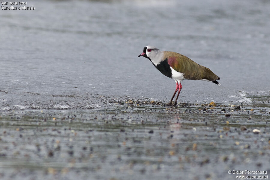 Southern Lapwing