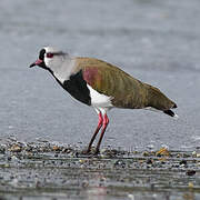 Southern Lapwing