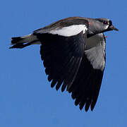 Southern Lapwing