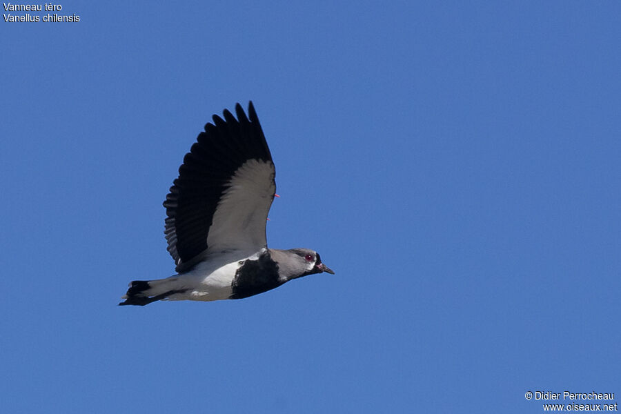 Southern Lapwing