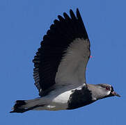 Southern Lapwing