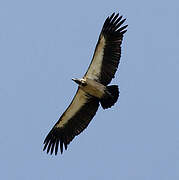 White-backed Vulture