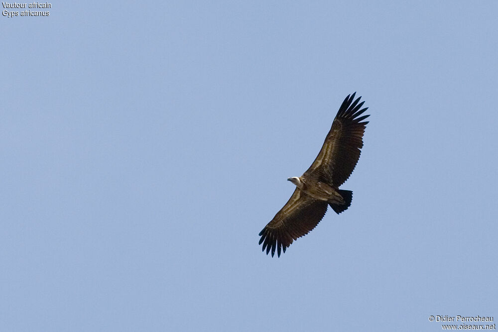 White-backed Vultureimmature