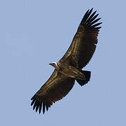 White-backed Vulture