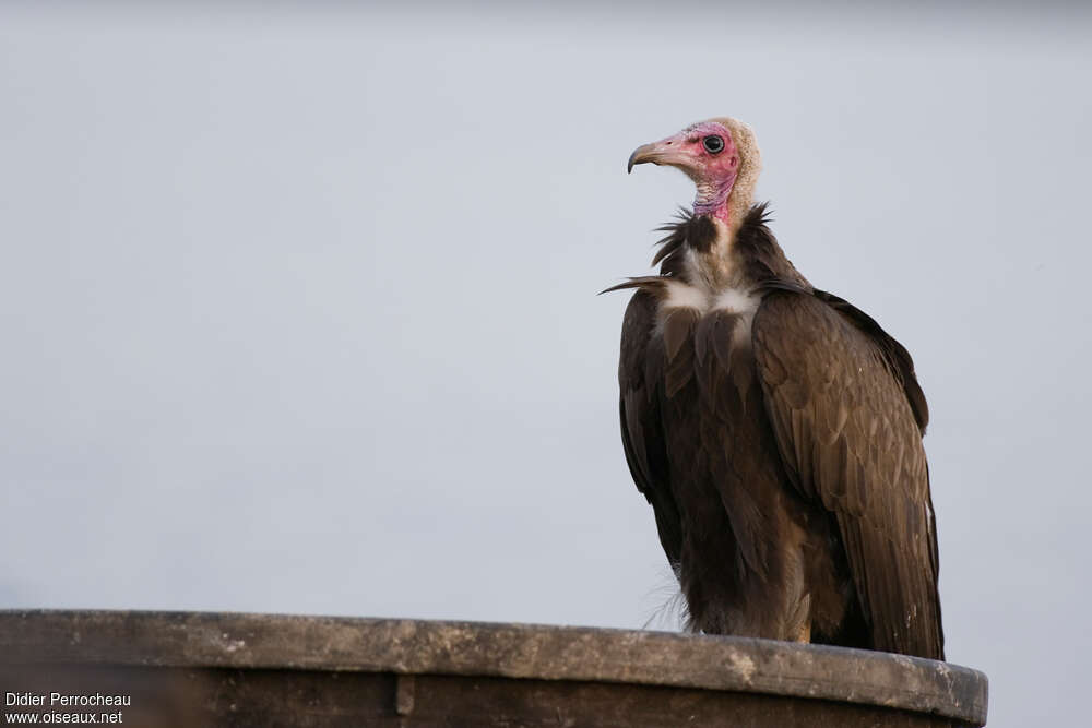 Vautour charognardadulte, identification