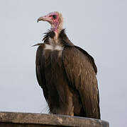 Hooded Vulture