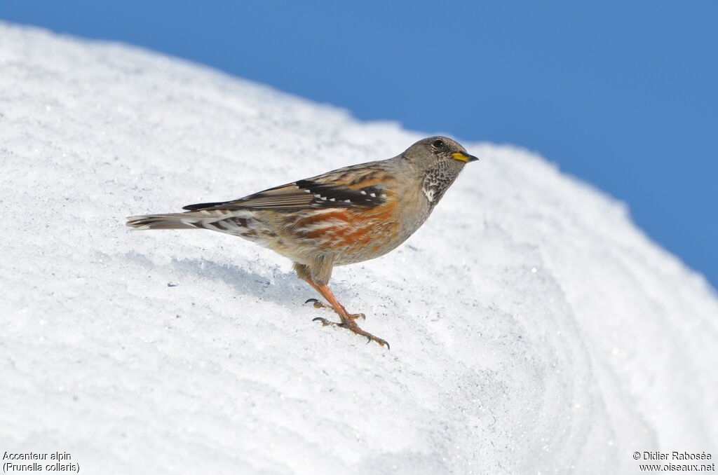 Accenteur alpin