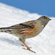 Alpine Accentor