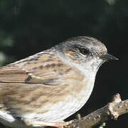 Dunnock