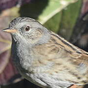 Dunnock