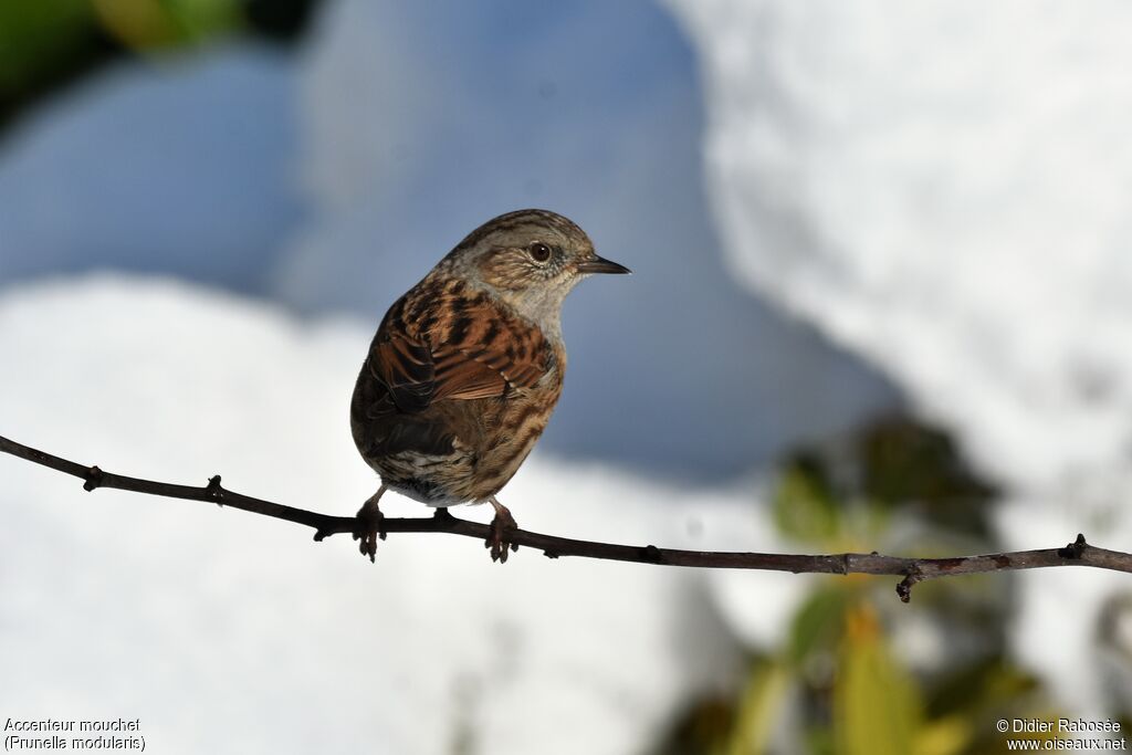 Dunnock