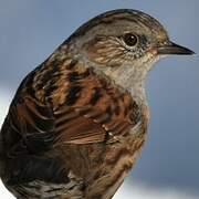 Dunnock