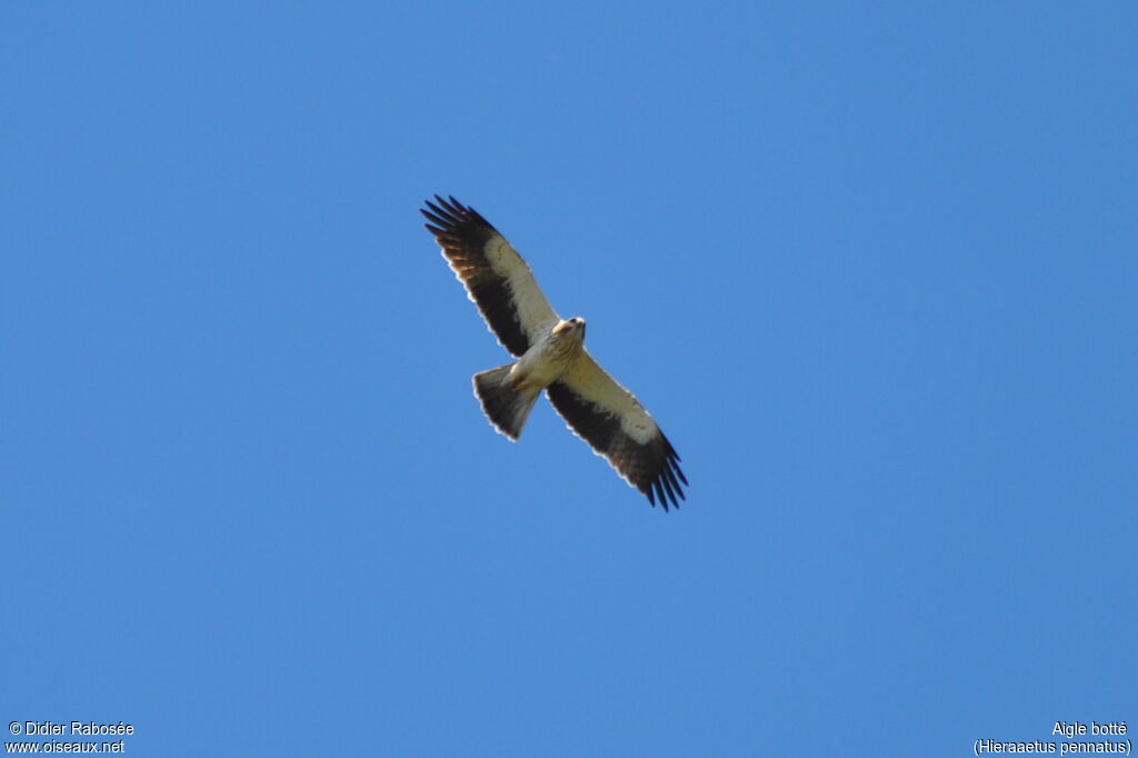 Aigle botté, Vol