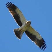 Booted Eagle