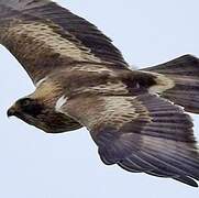 Booted Eagle