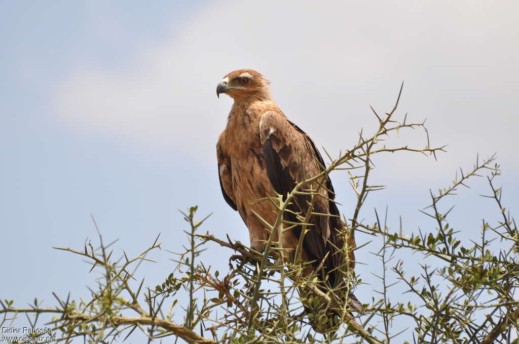 Aigle ravisseur