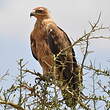 Aigle ravisseur