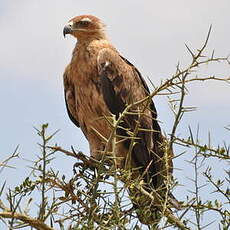 Aigle ravisseur