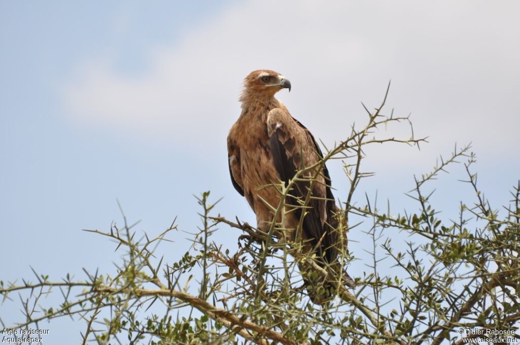 Aigle ravisseur