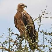 Aigle ravisseur