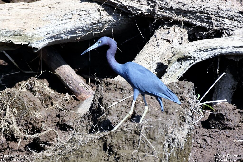 Little Blue Heronadult, pigmentation