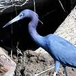 Aigrette bleue