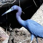 Aigrette bleue