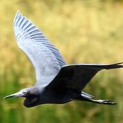 Aigrette bleue