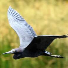 Aigrette bleue