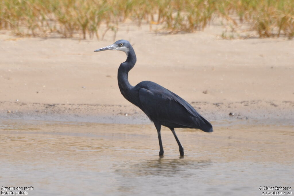 Western Reef Heron