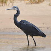 Aigrette des récifs