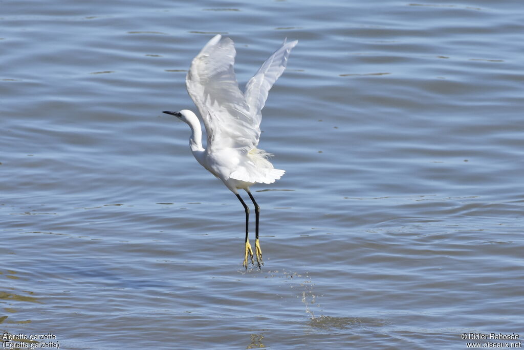 Little Egretadult