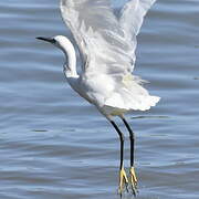 Little Egret