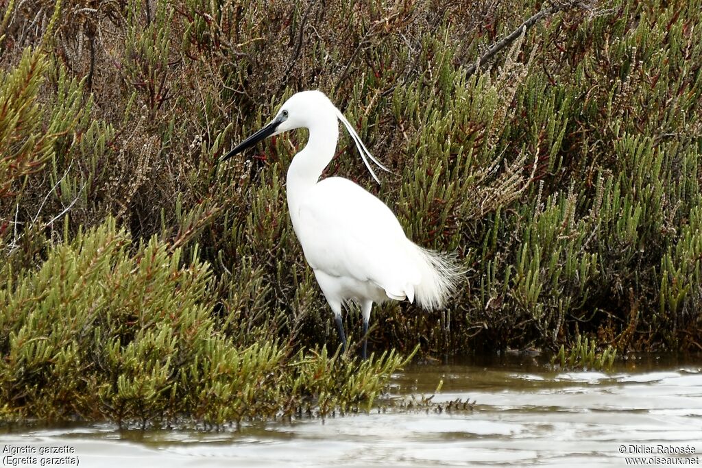 Little Egretadult breeding