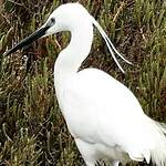 Aigrette garzette