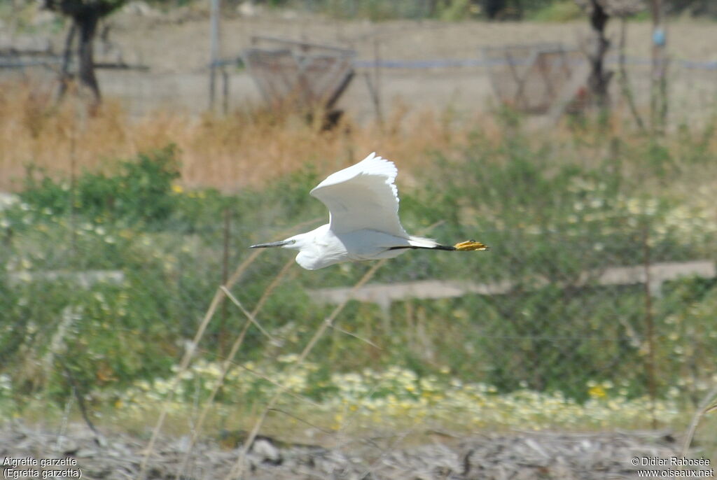 Little Egret, Flight