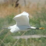 Little Egret