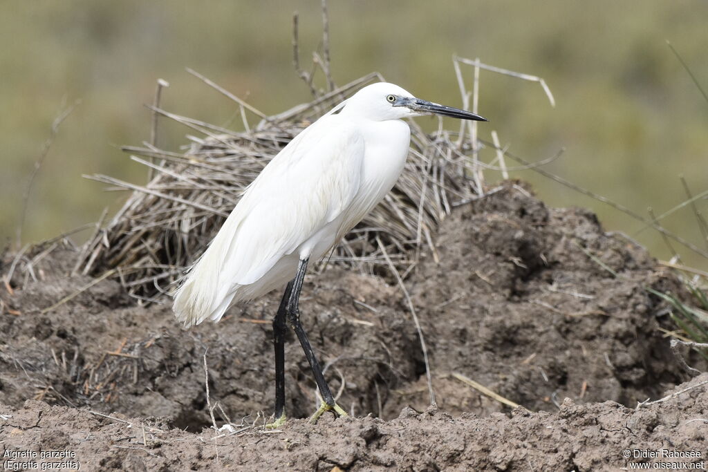 Aigrette garzette