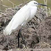 Little Egret