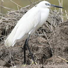 Aigrette garzette