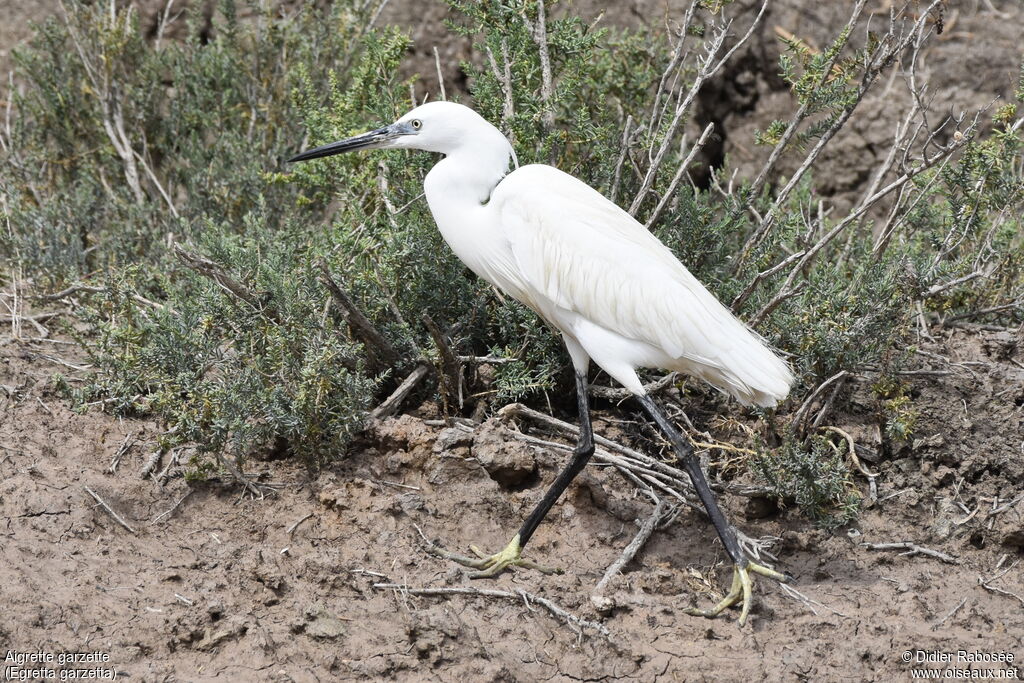 Little Egretadult