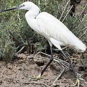 Aigrette garzette