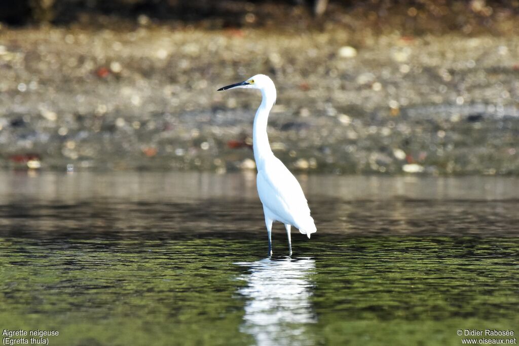 Aigrette neigeuse